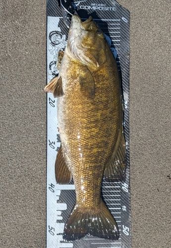 スモールマウスバスの釣果