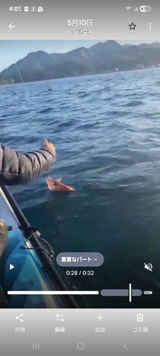 マダイの釣果