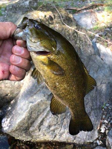 スモールマウスバスの釣果