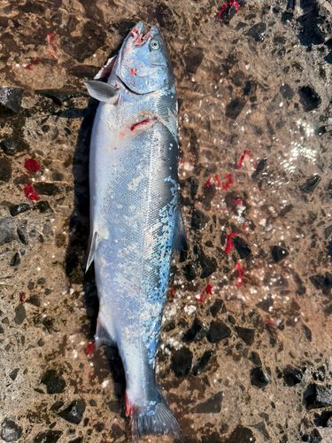 サクラマスの釣果