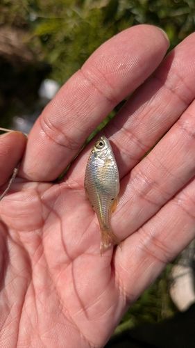 タイリクバラタナゴの釣果