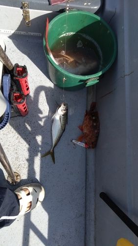 タイの釣果