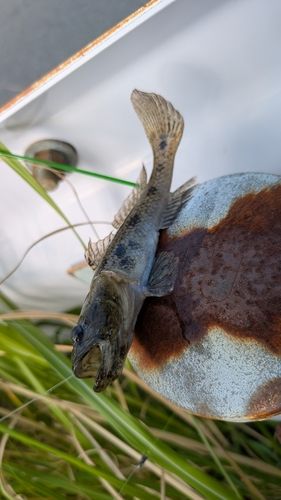 ハゼの釣果