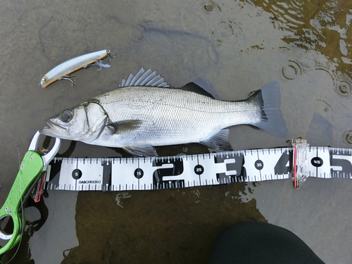 ヒラスズキの釣果