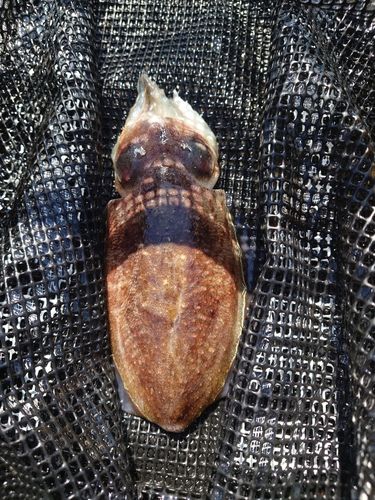 コウイカの釣果