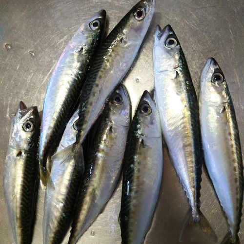 サバの釣果
