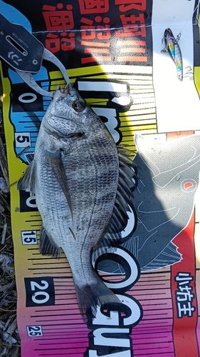 チヌの釣果