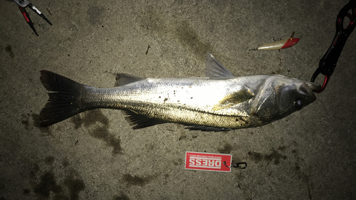 シーバスの釣果