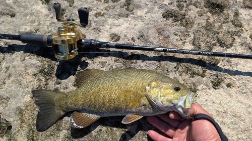 スモールマウスバスの釣果