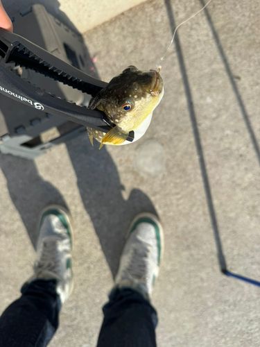 クサフグの釣果