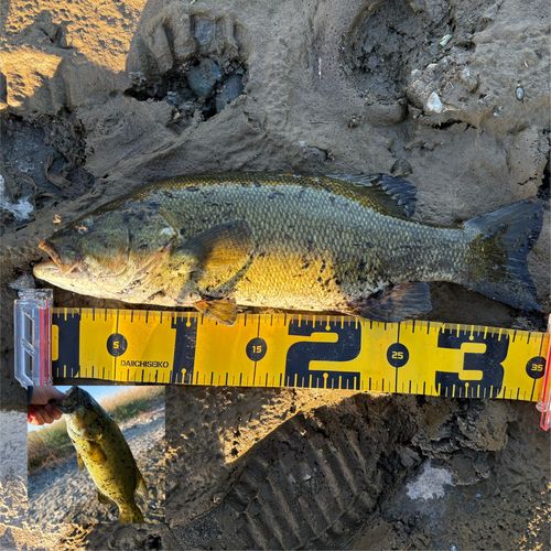 スモールマウスバスの釣果