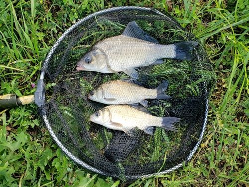 ヘラブナの釣果