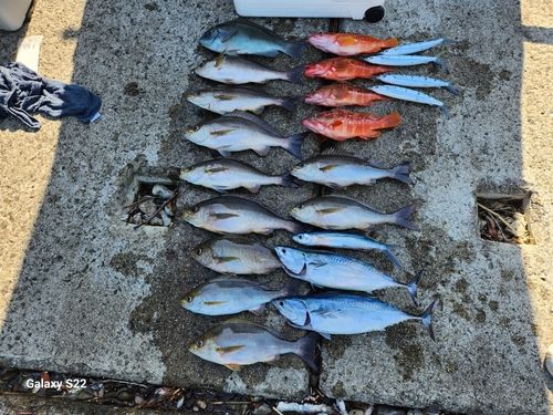 イサキの釣果
