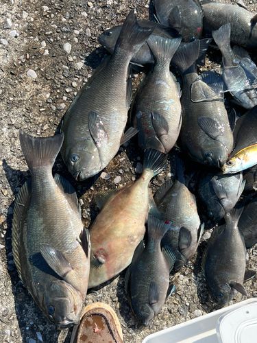 メジナの釣果