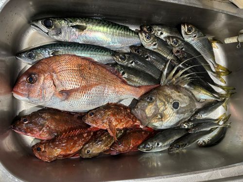 マダイの釣果
