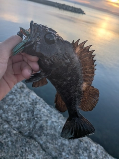 ムラソイの釣果