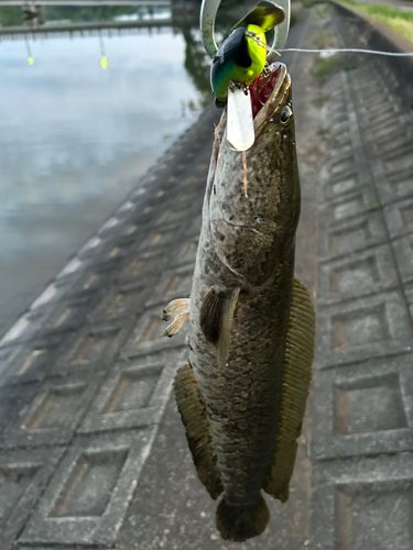 雷魚地図マップ　雷魚釣り　雷魚　静岡県　栃木県　茨城県 雷魚のポイントマップ | ナマーゾンの妄想@Lure Fishing！