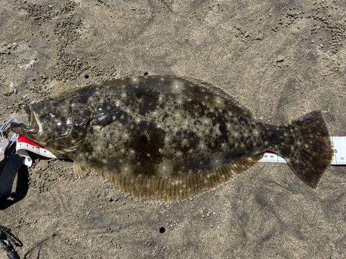 ヒラメの釣果