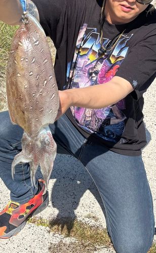 モンゴウイカの釣果