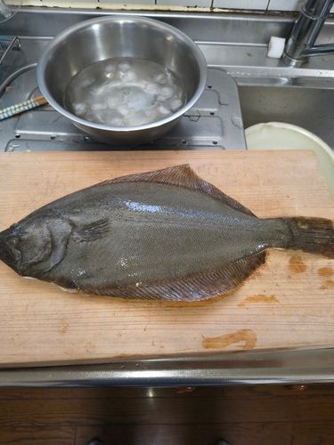 ヒラメの釣果