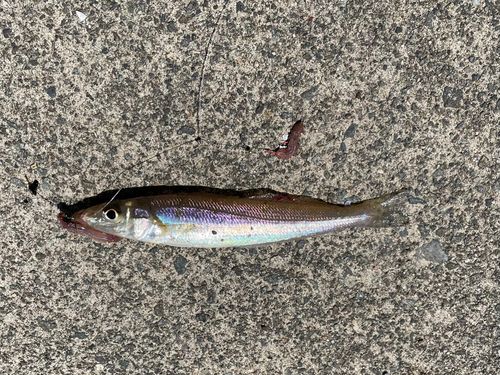 キスの釣果