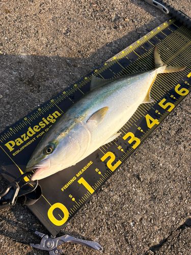 メジロの釣果