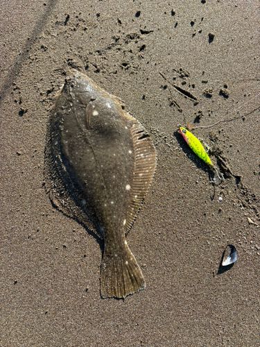 カレイの釣果
