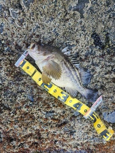 シマソイの釣果