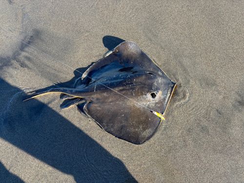 エイの釣果