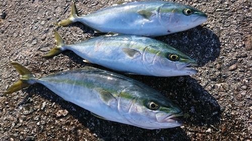 フクラギの釣果