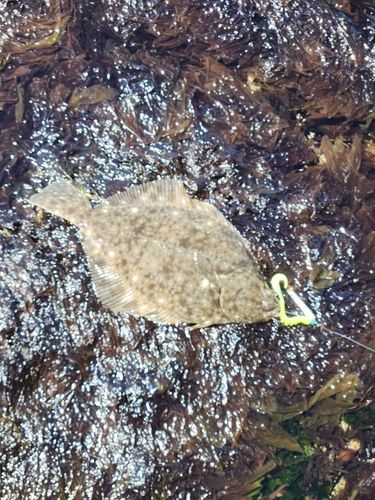 イシガレイの釣果