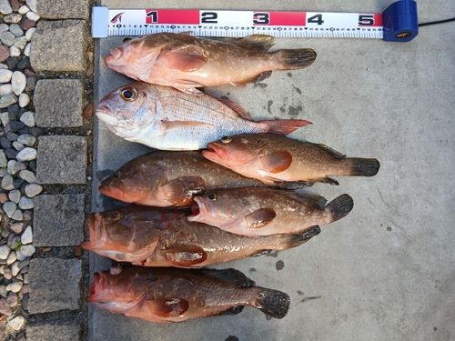 アコウの釣果