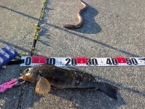 アイナメの釣果