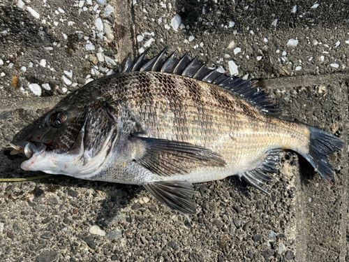 チヌの釣果
