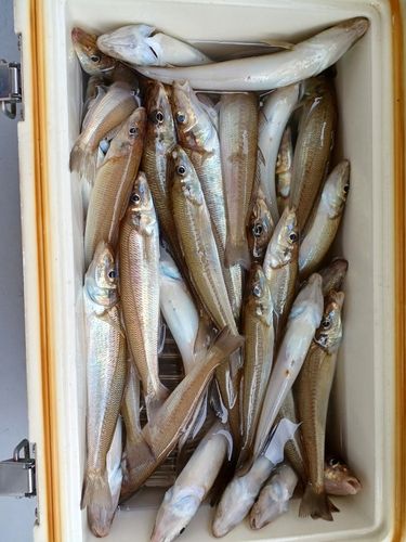 シロギスの釣果