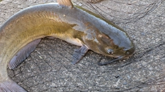 アメリカナマズの釣果