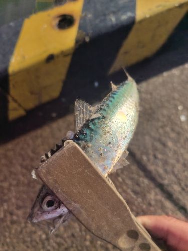 サバの釣果