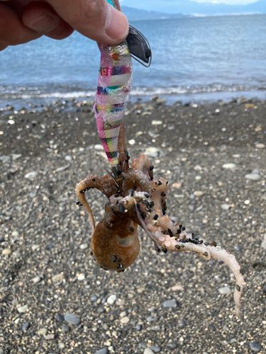 タコの釣果
