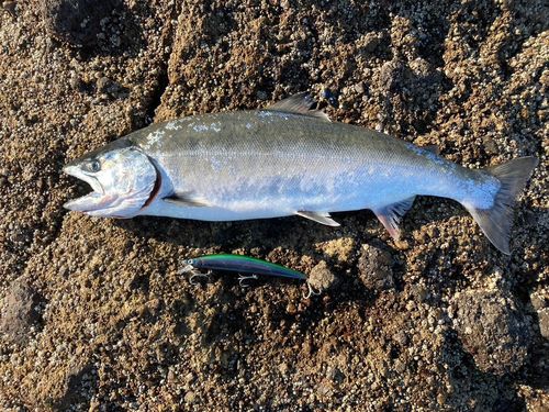 サクラマスの釣果