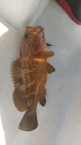 キジハタの釣果