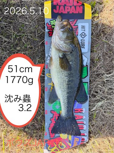 ブラックバスの釣果