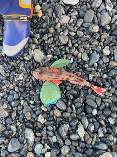 ホウボウの釣果