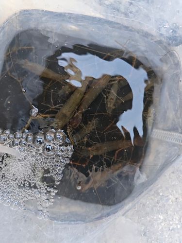 テナガエビの釣果