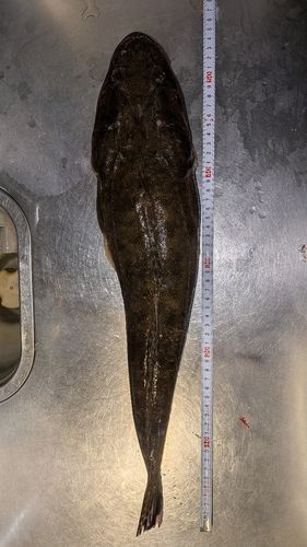 マゴチの釣果