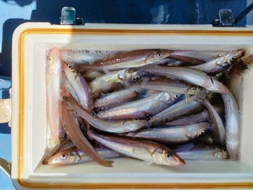シロギスの釣果