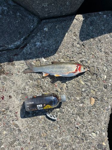 ウグイの釣果