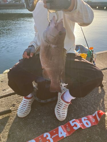 コブダイの釣果