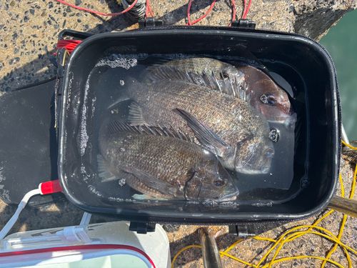チヌの釣果