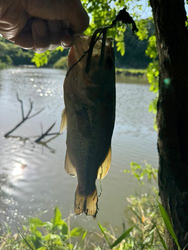ラージマウスバスの釣果