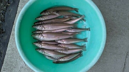 キスの釣果